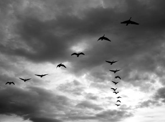 Sixteen_birds_closer