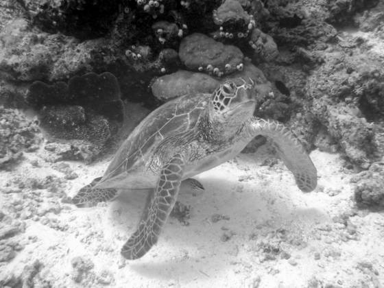 Sea_turtle