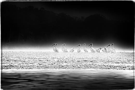White_pelicans_ii