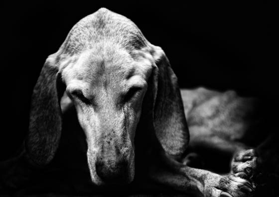 Dozing