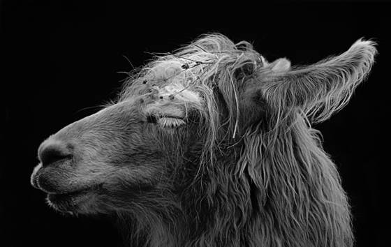 Untitled_1