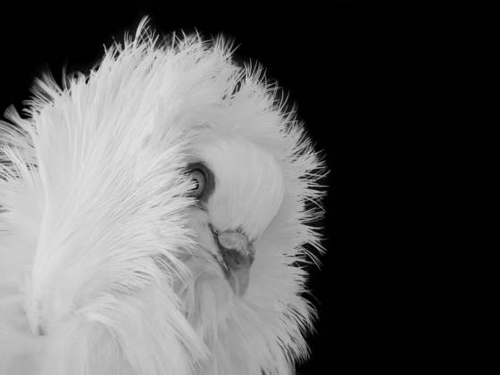 Ruffled_feathers