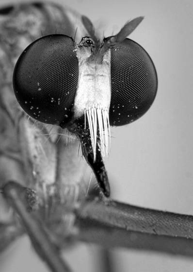 Insect