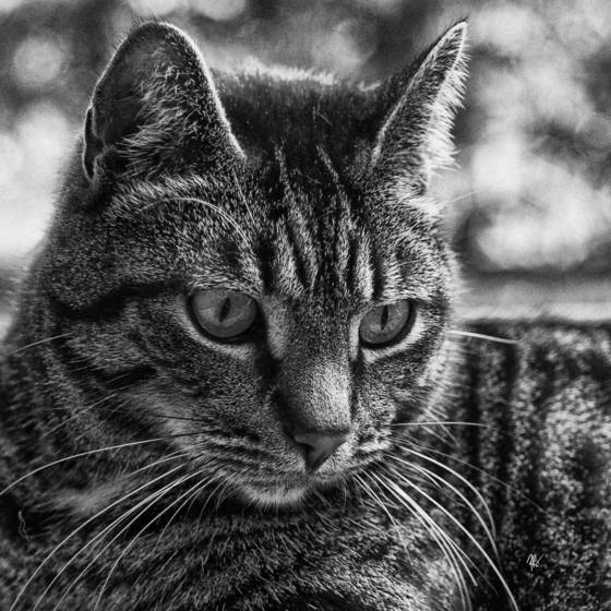 Goathouse_farm_cat