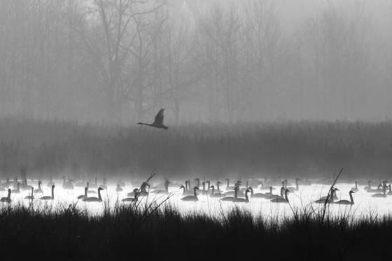 Tundra_swan