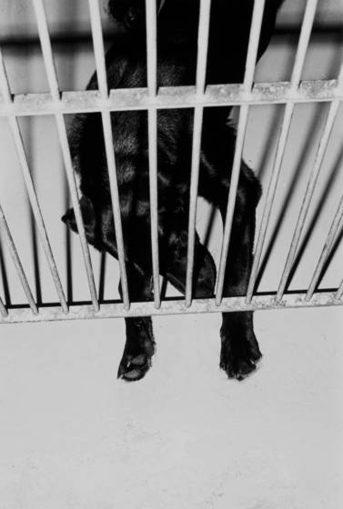 Humane_society_shelter