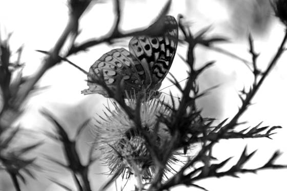 Among_the_thistles