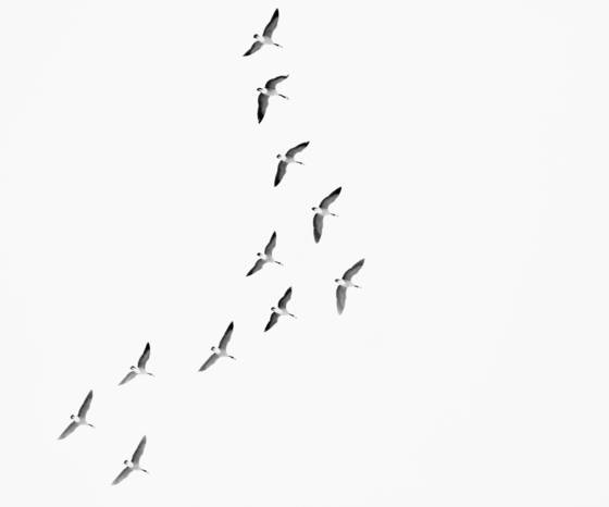 Arrival