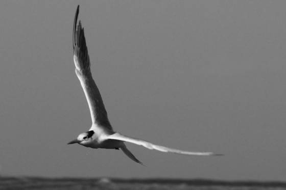 In_flight