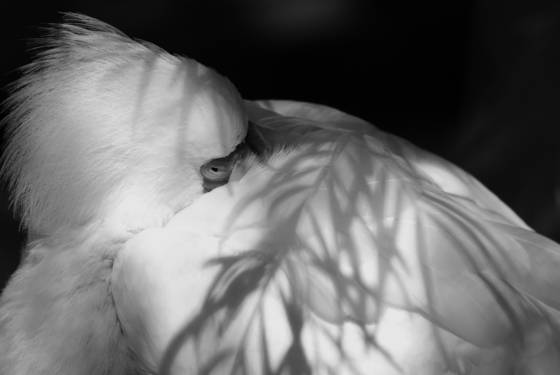 Feathers