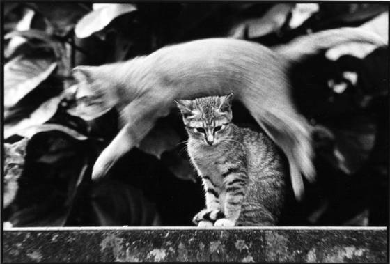 Born_to_stray_03