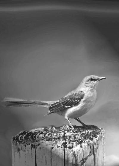 Mockingbird
