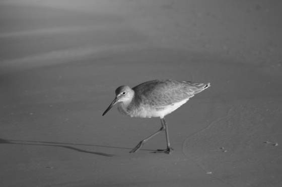 Willet