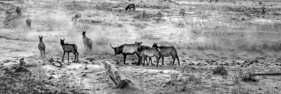Winter_s_migration