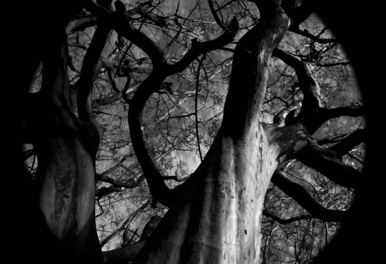 Night_tree