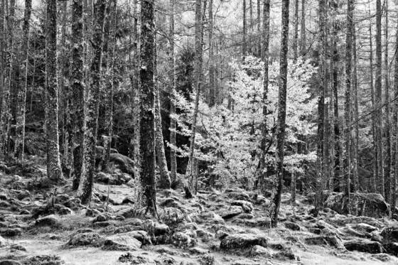 Late_autumn_early_snow_03