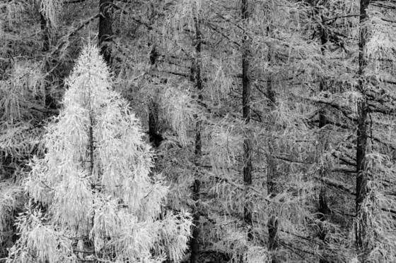 Late_autumn_early_snow_05