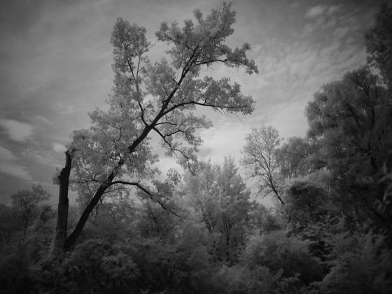 Leaning_tree
