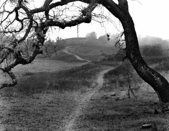 Oak_and_fog