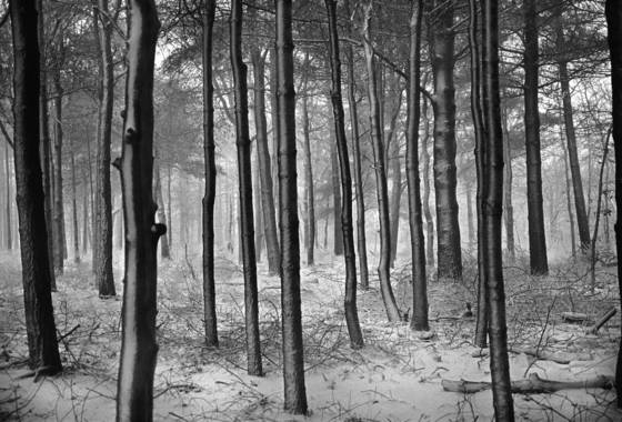 Woods_in_snow