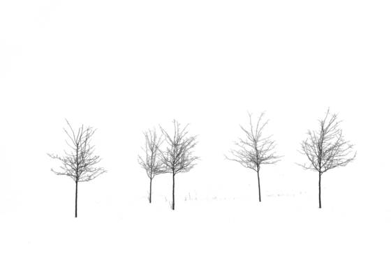 Line_of_trees