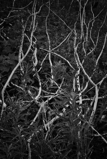Burn_regrowth