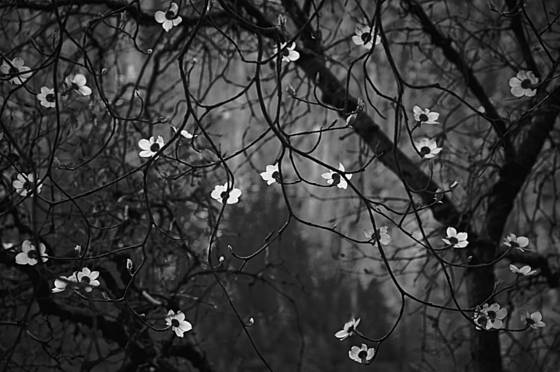 Dogwood