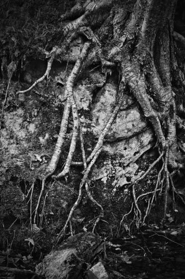 Roots_2
