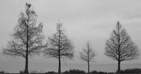 Winter_-_lake_apopka