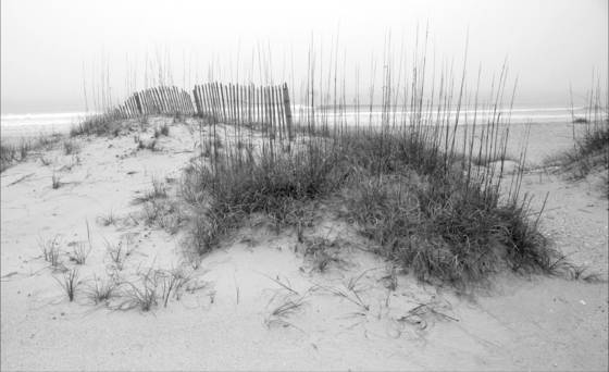 Sea_oats