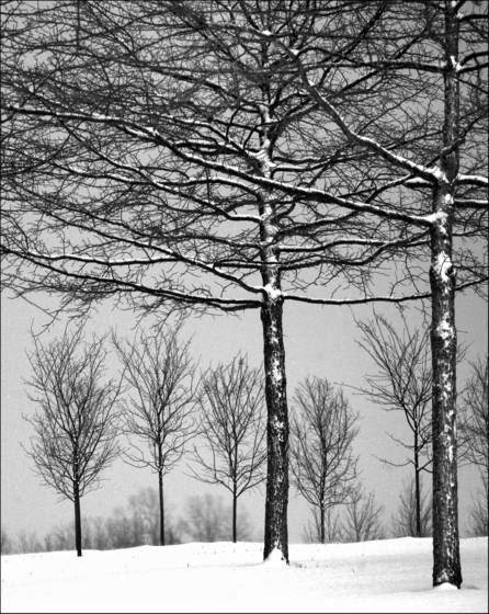 Winter_branches