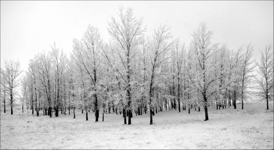 Woodland_wonder