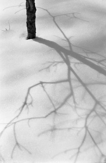 Elegance_in_the_shadows