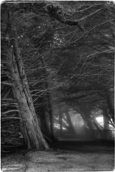 Wooded_path