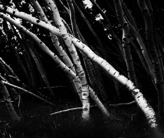 After_wind_and_snow
