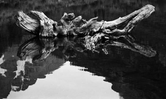 Log_at_maroon_bells