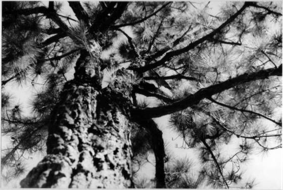 The_height_of_tree