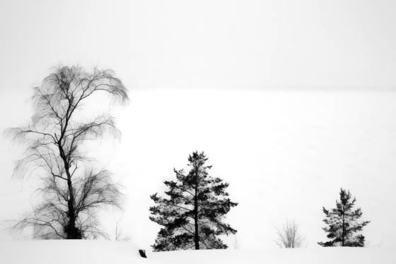Tree_some
