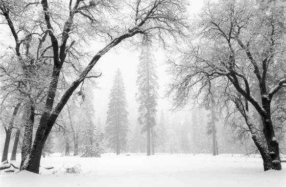 Arching_oaks_in_winter