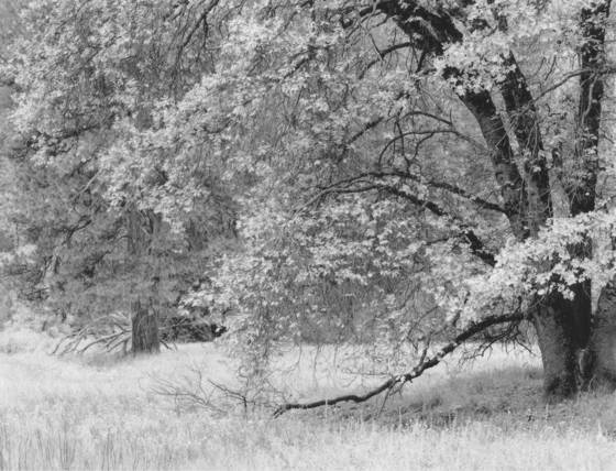 Black_oak_branches