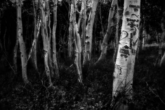 A_gathering_of_aspens