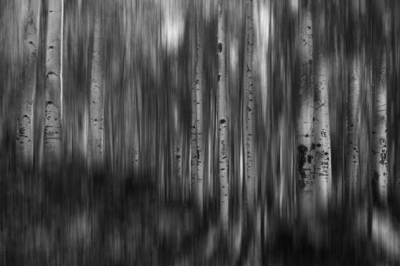 Aspens_in_october
