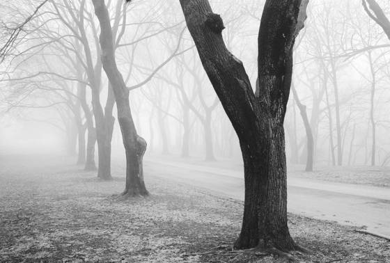 Fog_8