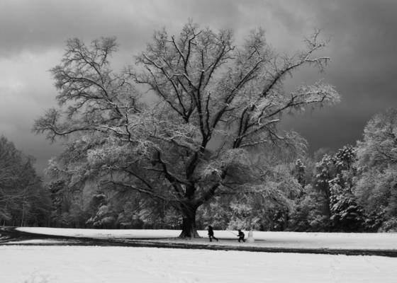 Winter_oak_2