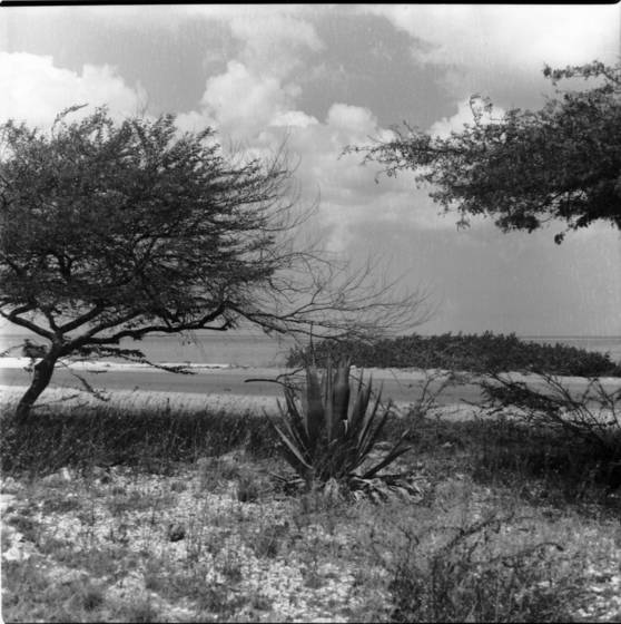 Aruba_afternoon