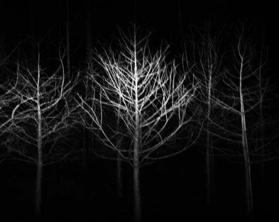 Ghost_trees