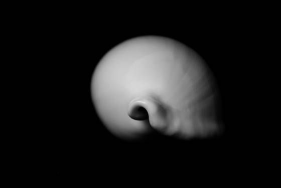 Shell__8