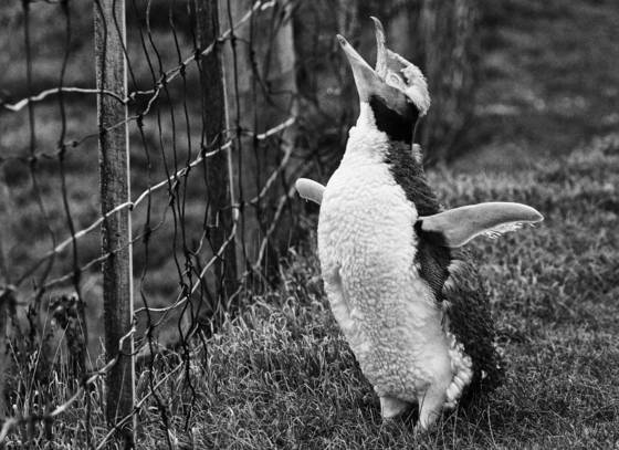 Dont_fence_me_in