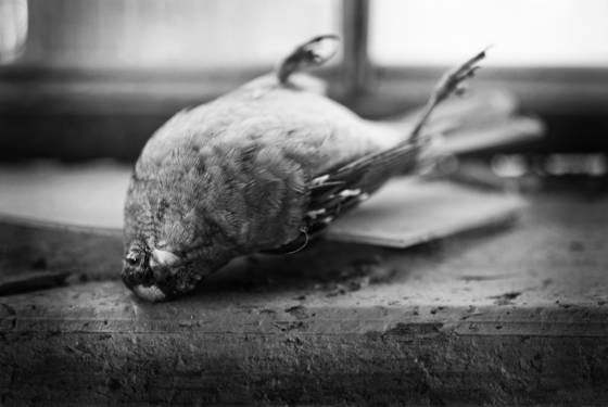 Dead_bird