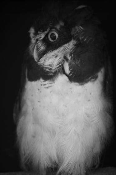 Hoot